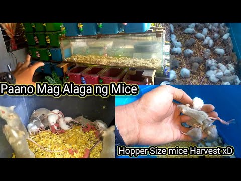 Paano Mag Alaga ng Mice | Tara Harvest Ng Hopper Mice