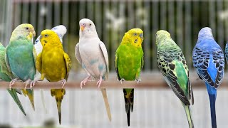 10 Hours of Budgie Best Friends - Mango and Chutney - Singing and Talking Sounds