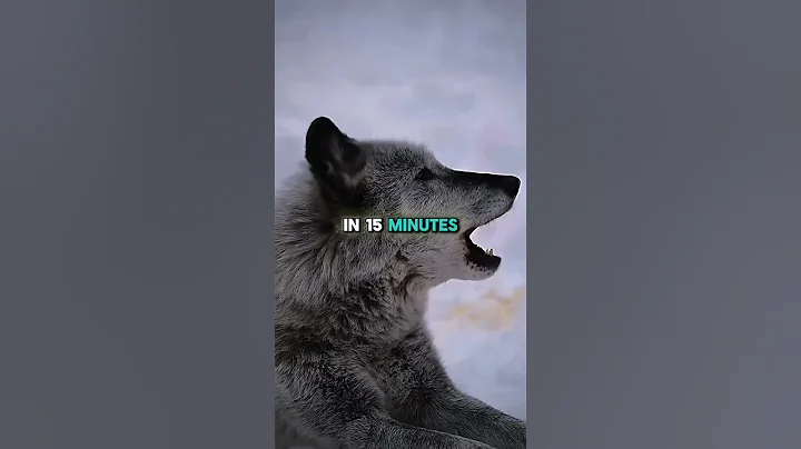 Which Dangerous Dog Can End You the Fastest?