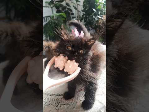 Masha S Kittens Masha S Kittens Funny Iphone16 Trending Youtubeshorts Shortvideo Shorts Fyp Vi