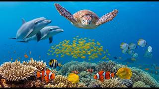 Aquarium 4K Ultra HD   Stunning Aquarium Fish and Soft Music for Mindfulness screenshot 1