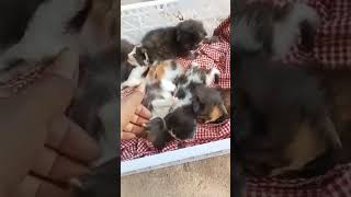 Usia 18 Hari Sehat2 Ya Nak