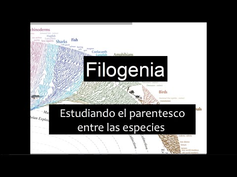 Introducción a la Filogenia