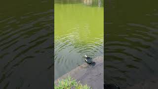 Lago Parque da Ponte Braga #braga #portugal #watersound #water #nature #waterfall #travel