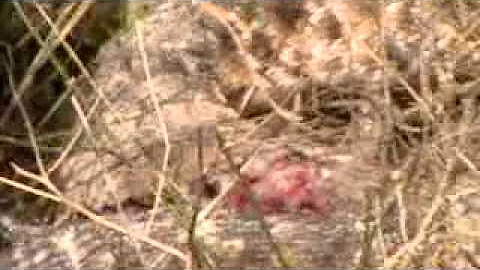 Rattlesnake Vs. 20 gauge