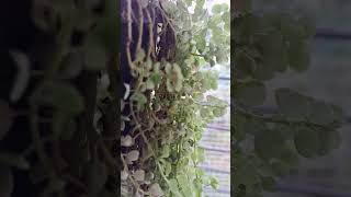 Decor Plant Growth Hanging Pot Plant