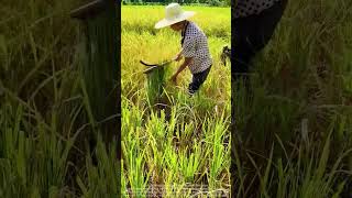 Traditional sickle rice cutting operation sharing