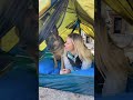 Best place to stalk the cats - on my sleeping bag in my Kelty tent! #shorts #gsd #camping