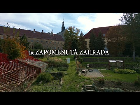 Video: Záhrada Campanula z rodiny zvoncov