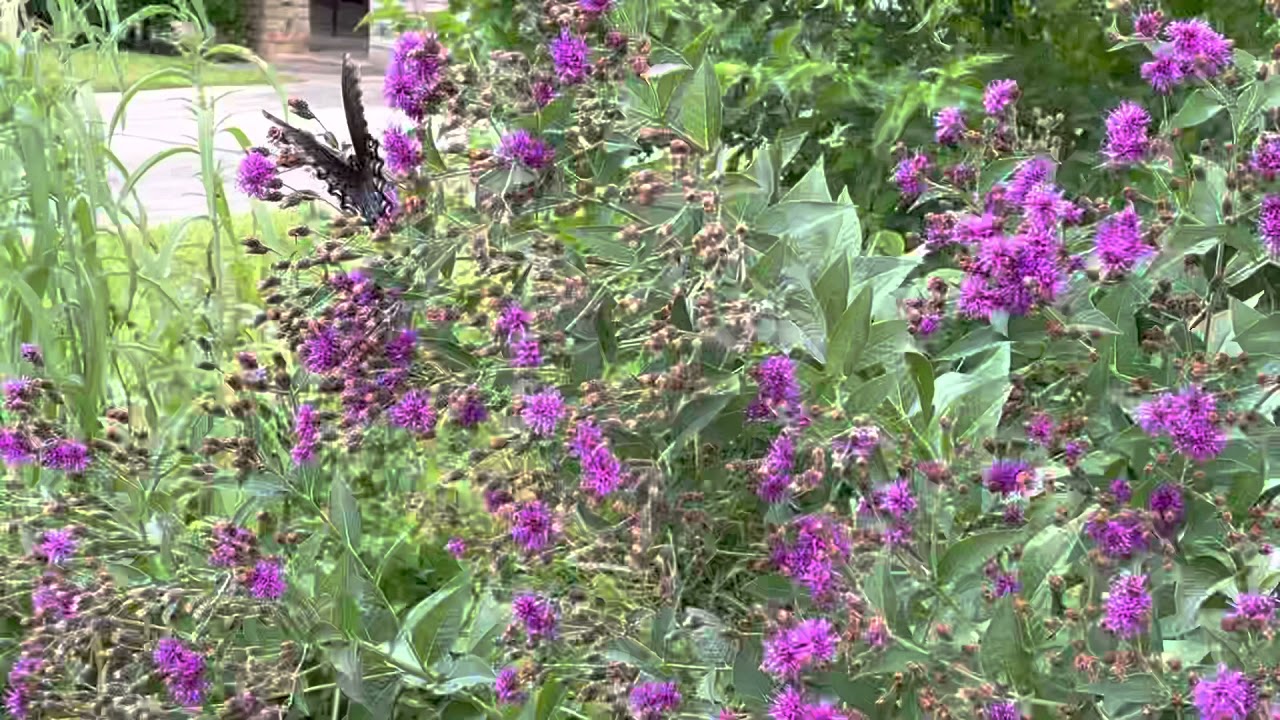 Dark Form Eastern Tiger Swallowtail - YouTube