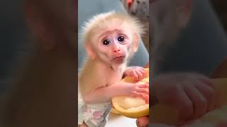 We geven onze schattige vriend wat te eten 🤗🐒