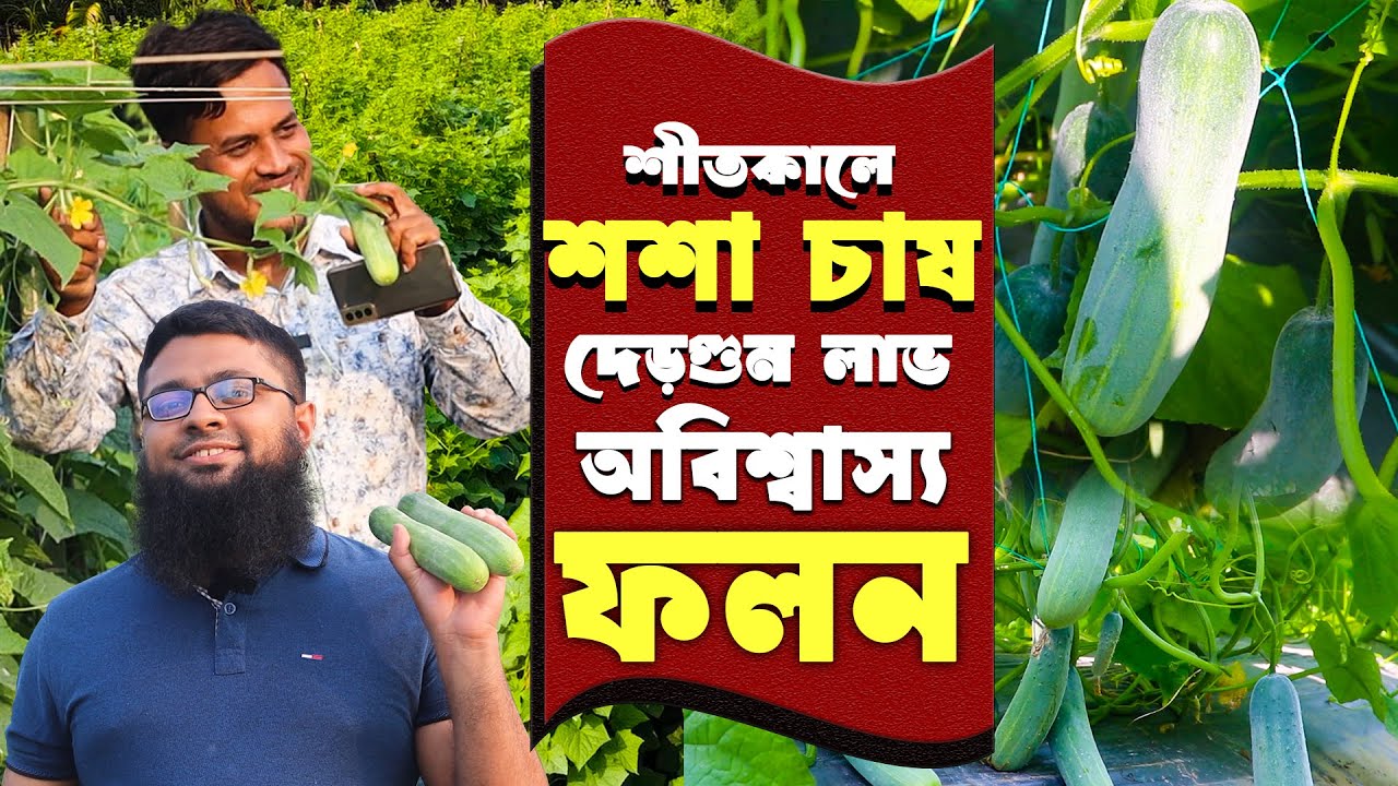 আধুনিক পদ্ধতিতে শশা চাষে অবিশ্বাস্য ফলন- খরচের দেড় গুন লাভ | শসা চাষ পদ্ধতি |  Cucumber Cultivation