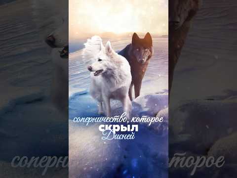 Один пёс украл славу у другого!