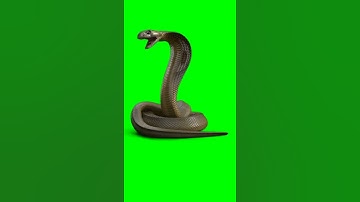 snake Special effects video green screen Video effects 绿幕素材