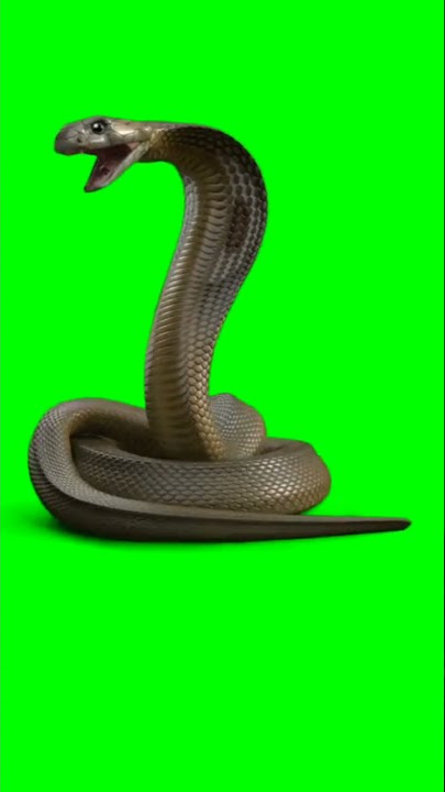snake Special effects video green screen Video effects 绿幕素材