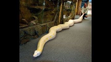 FEEDING MY ALBINO BURMESE PYTHON 2