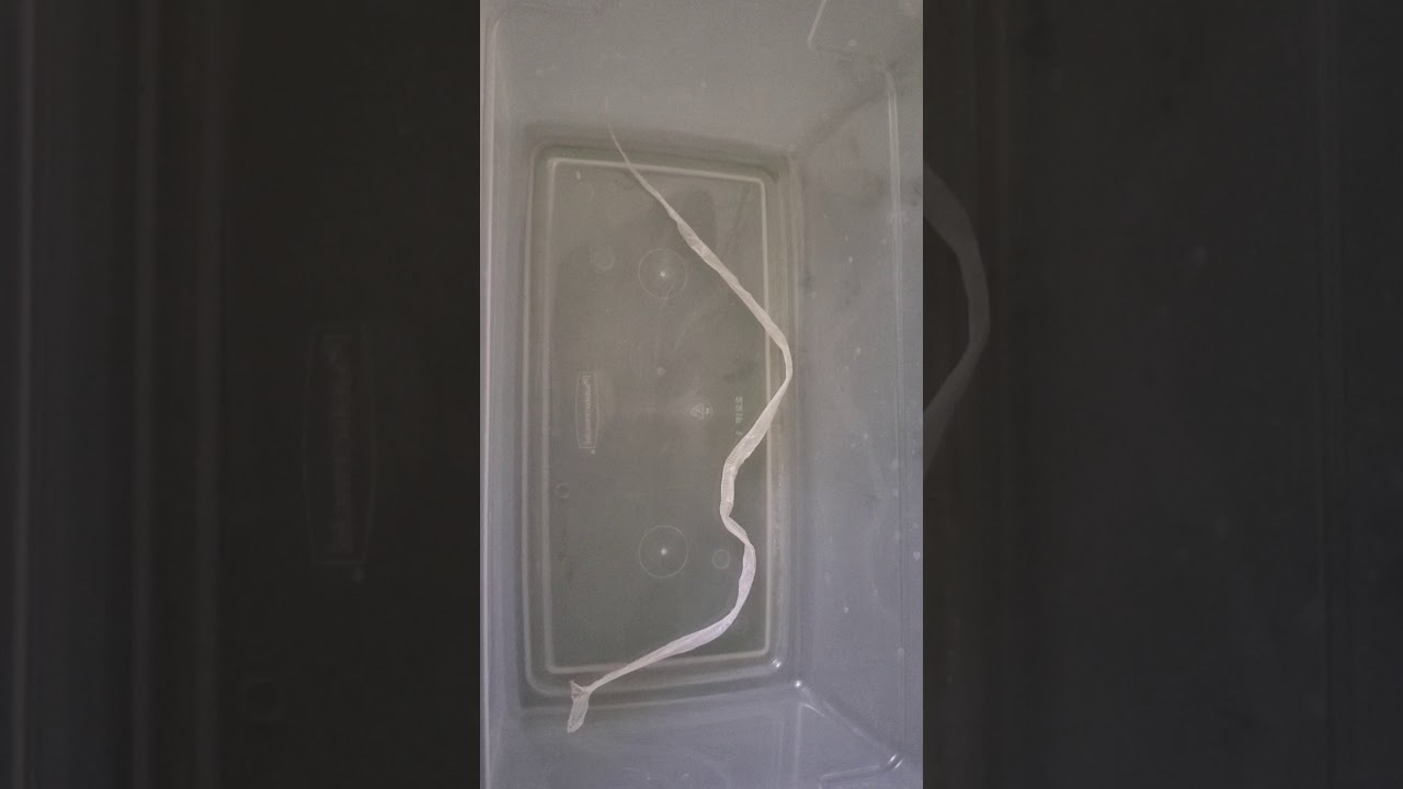 camera iphone 8 plus apk Rupert the corn snakes first SHED Oct. 10th 2019
