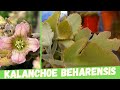 Kalanchoe beharensis (Kalanchoe oreja de elefante o de Behara)