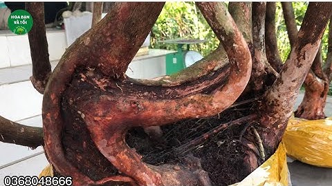 Cây sim rừng dáng quái thân lắc.Hoa bạn và tôi