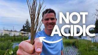The TRUTH About Pine Needles