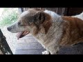 Спасённый пёс Граф взбодрился от услышеного/Собаки ищут дом