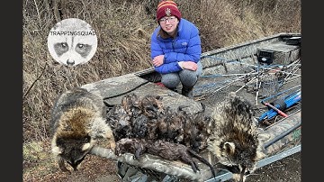 Marsh Muskrat Trapping by Boat!!!