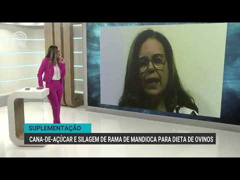 Ovinos: pesquisadora dá dicas de dieta de baixo custo | Canal Rural