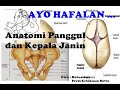 16+ Anatomi Panggul Dan Kepala Janin