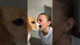 DOG WON’T STOP BARKING #dog #dogshorts #dogowner #beagle