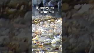 #птицы #птица #birdwatching