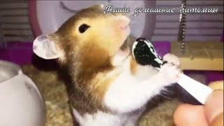 Прикольные хомячки Funny hamsters