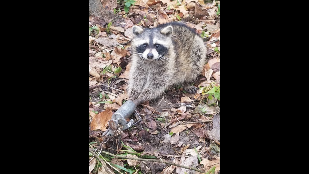 2017 Illinois Trapping Season Episode 1 Tips & Tactics YouTube
