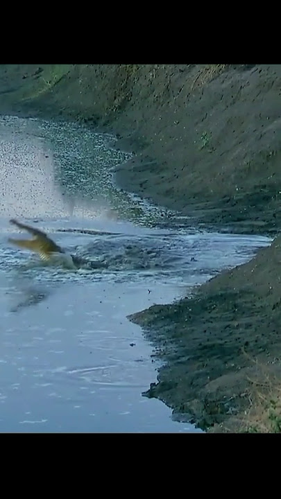 indukan buaya ngamok#fyp#reels#viralvideo#shorts#funny#subscrib#like#youtubeshorts