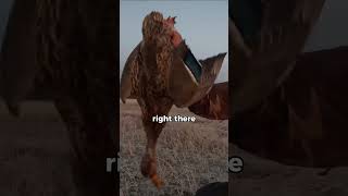 How to hunt your pray in the wild #survival #wilderness #adventure #hunting  #cooking #fire #camping