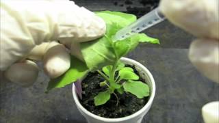 Plant Biology: Agroinfiltration of the wild tobacco plant Nicotiana benthamiana