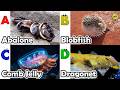 Learn Ocean Animal Names | ABC Sea Animals song | Most Popular Sea Creatures | Alphabets Kids Song