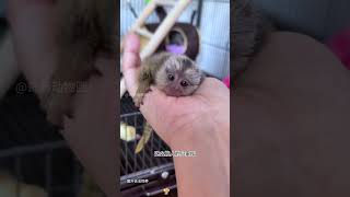 夫妻俩捡到一只拇指大的小家伙，结果它比老板还难伺候 #animals #奇妙的動物 #pets