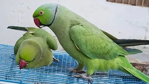 Ringneck Parrot Saying Mithu Mithu