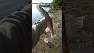 судак на живца, Обь село Калиновка