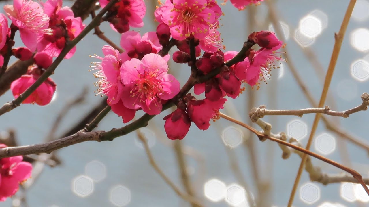 節分の旗ひらめきて梅の花 2026八条ヶ池 - YouTube