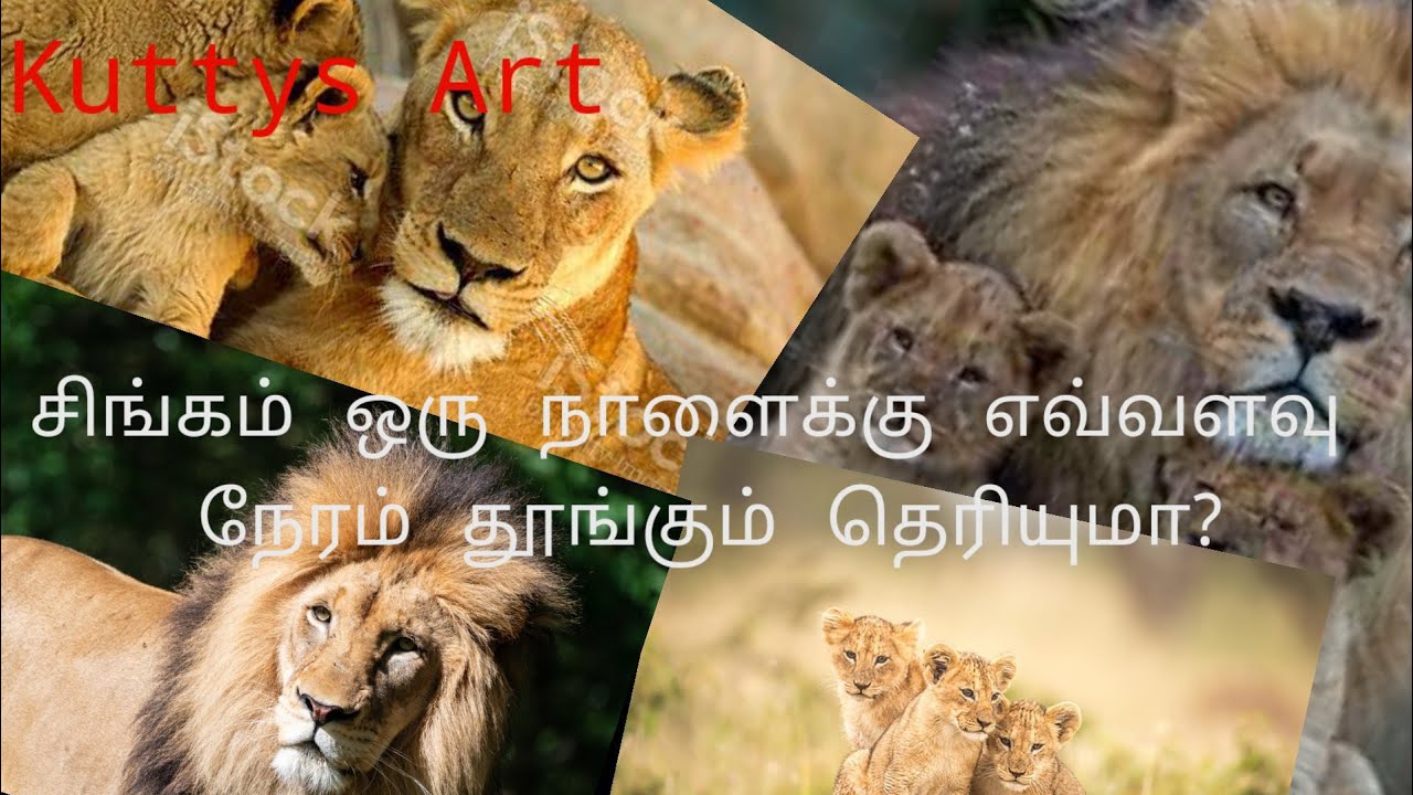 About Lion some real facts|Tamil|Kuttys Art - YouTube