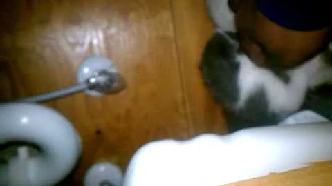 Kitties.n.moms.n kids