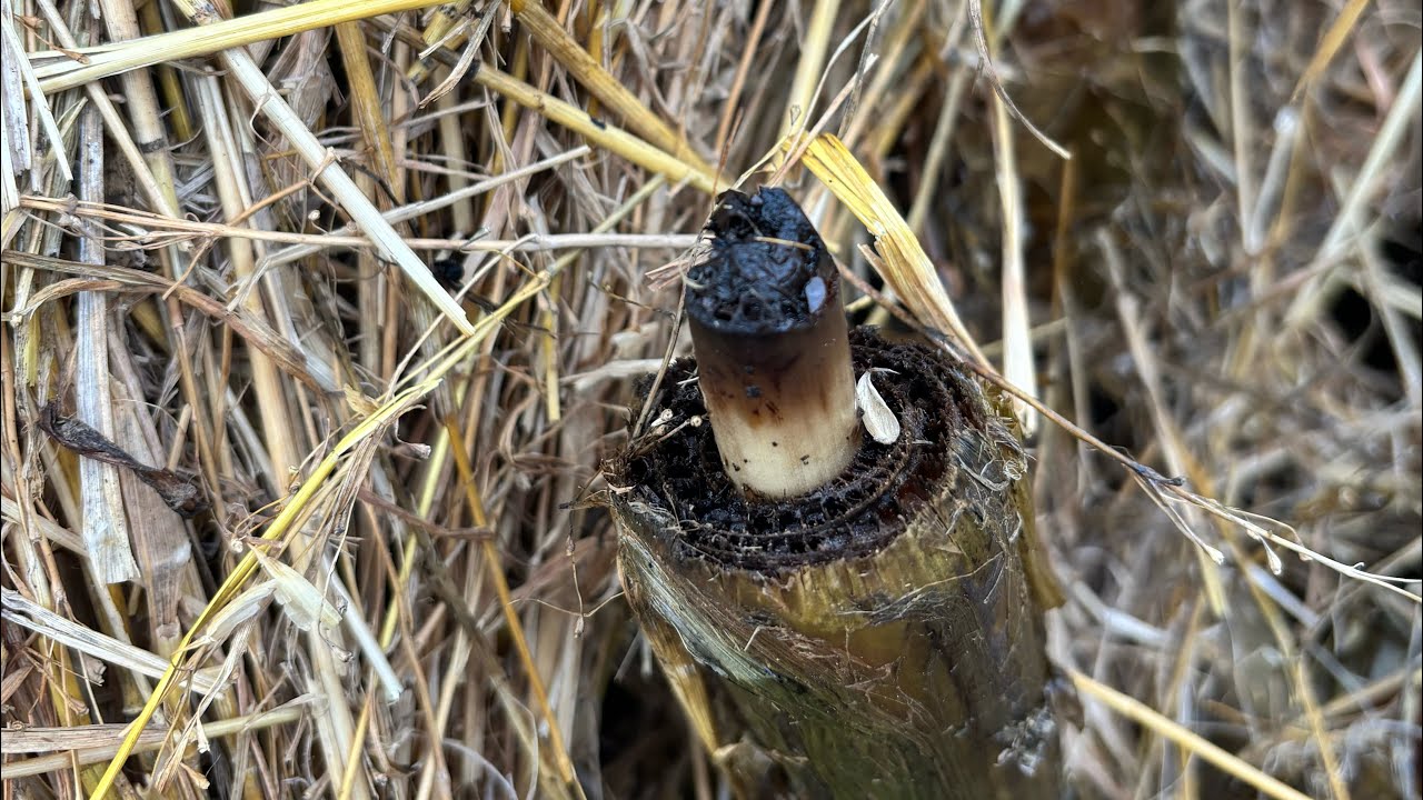Banany zimowane w gruncie: Musa basjoo , yunnanensis , sikkimensis , dajiao , musella i colocasia  .
