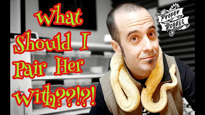 My Banana BALL PYTHON Breeding Projects - Help Me!