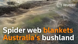 Spider-webs blanket Australian landscape after floods