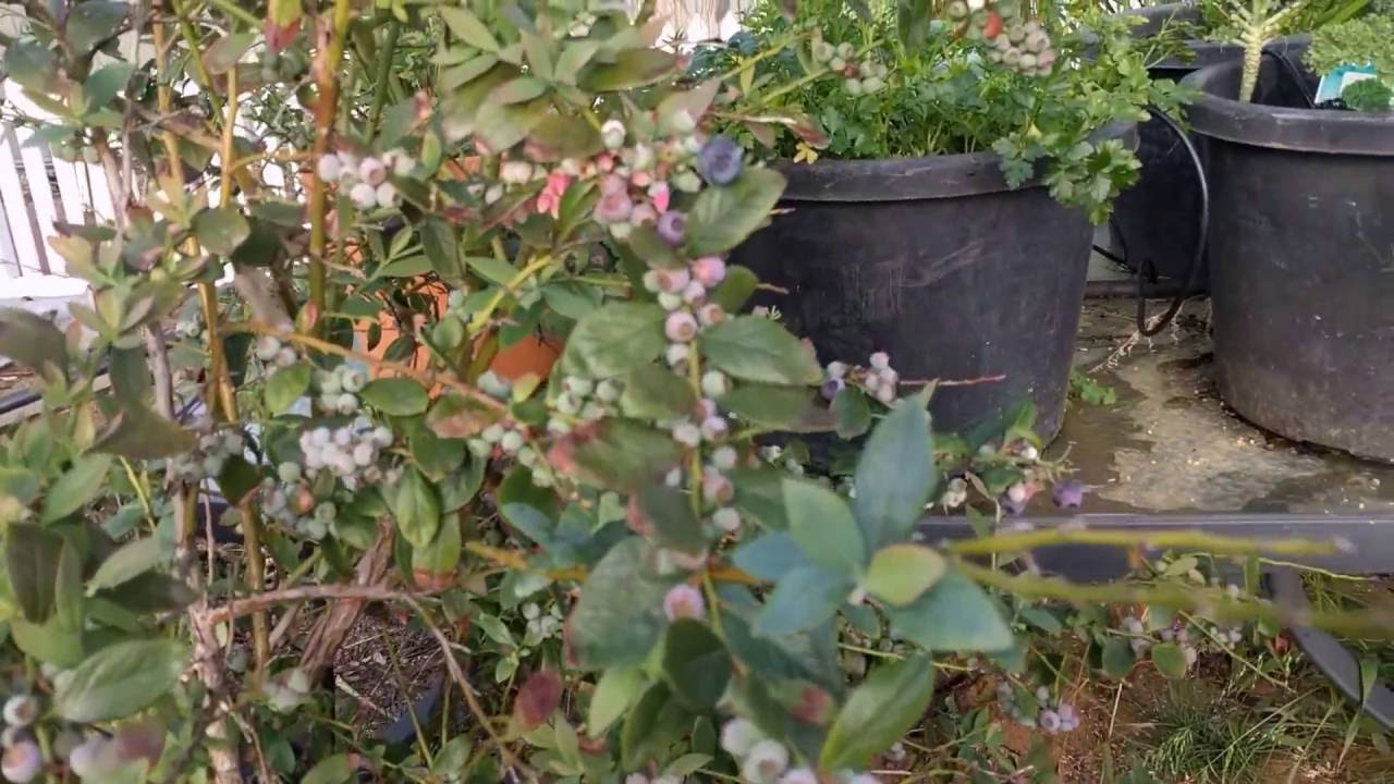 Nelly Kelly Blueberry bush YouTube