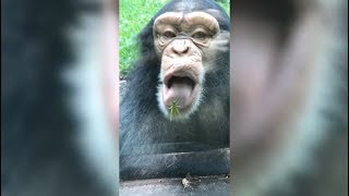 Monkey Trying To Eat A Bug Through The Glass