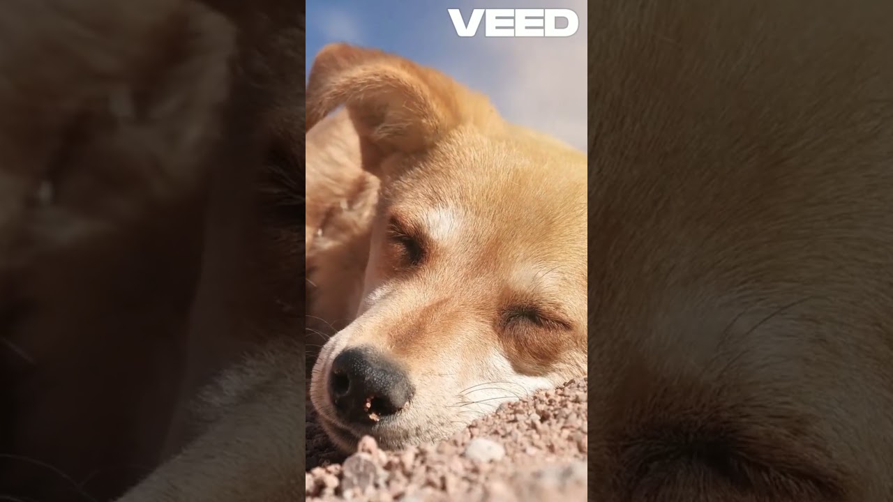 Shocking Animated Video  Deforestation and Heatwave