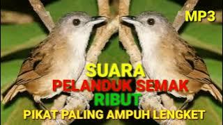 Suara Burung Pelanduk Semak Ribut Memanggil Lawan Langsung Nyambar Lengket