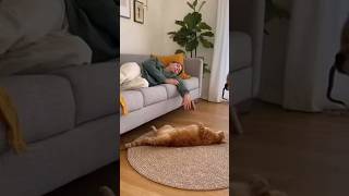 Dog Just Wanted Fun Cat Saw His Whole Life Flash